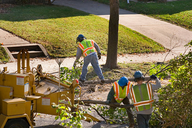 Best Arborist Consultation Services  in Tuscarawas, OH